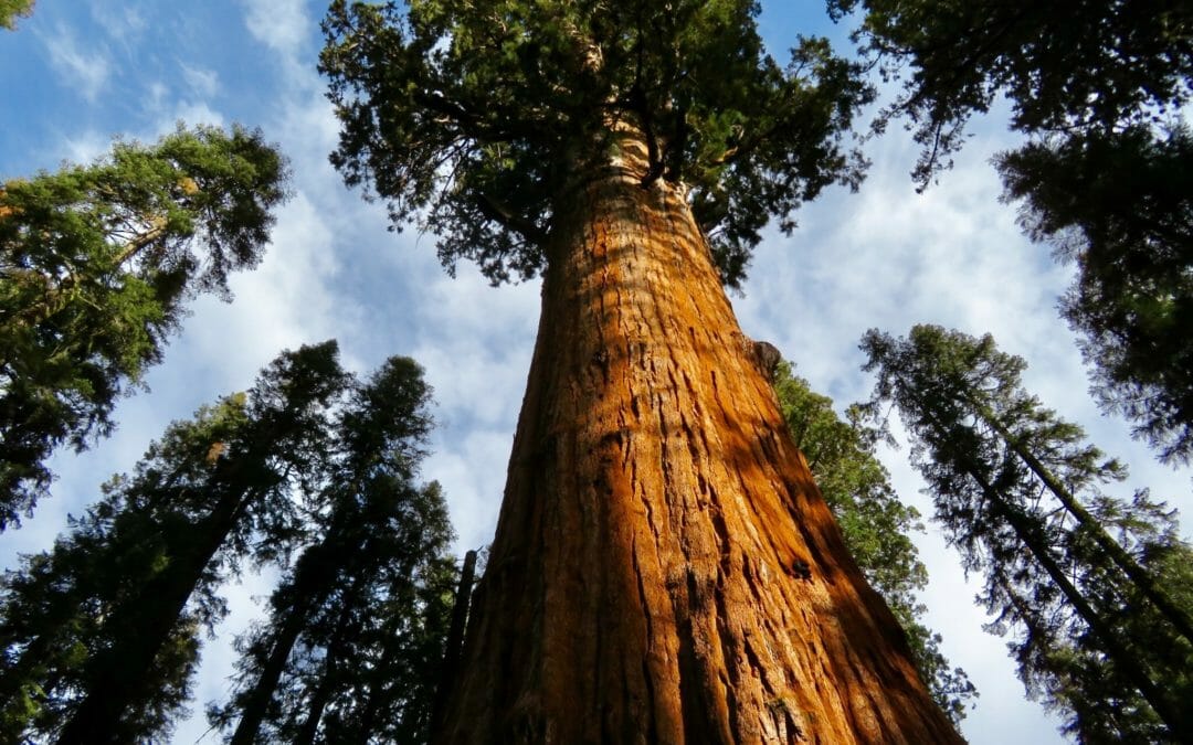 Think like a redwood tree